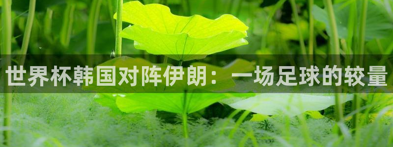 2026世界杯亚洲区预选赛：世界杯韩国对阵伊朗：一场足球的较量